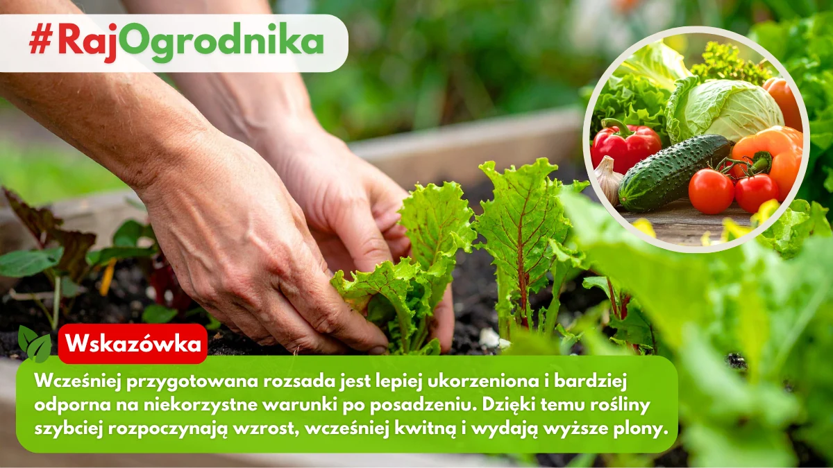 Dlaczego warto wysiewać nasiona warzyw na rozsadę blog sklep rajogrodnika
